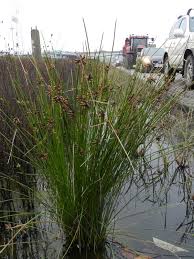 Image result for Schoenoplectiella