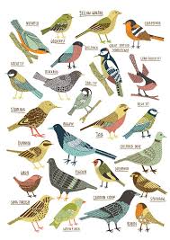 Brown Bird With Black And White Wings Uk Kate Sutton Illustration Bird Drawings Bird Illustration Bird Art