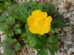 Image result for Ranunculus volkensii