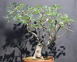 Chinese elm bonsai) or weeks (e.g. Leaf Reduction On This Silver Poplar Is Working So Very Small Bonsai
