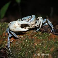 Image result for Landolphia glabra