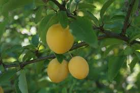 Wilde Mirabelle Wildpflaume Bummerl Kriecherl Kultur Gut Natur Pflanzen Kriecherl