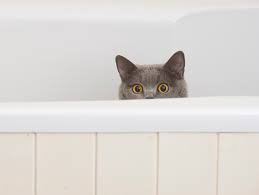 help! he's not using the litterbox