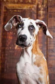Have A Relaxing Weekend A Cup Of Jo Cute Dogs Beautiful Dogs Baby Dogs