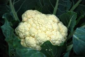 The disease affecting the greatest number of acres was. Cauliflower Pests Diseases And Control Methods Agri Farming