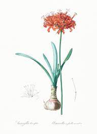 Guernsey Lily Illustration From Les Liliac Eacute Es 1805 By Pierre Joseph Redout Eacute 1759 1840 O Free Illustrations Vintage Illustration Illustration