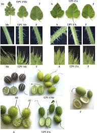 Image result for Cucumis ficifolius