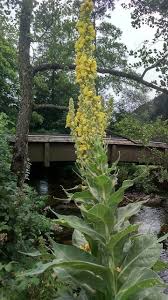 Bernadetts Blog Heilpflanzen Und Mehr Die Konigskerze Wollblume Verbascum Densiflorum Heilpflanzen Konigskerze Krauter Pflanzen