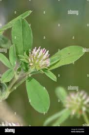 Image result for Trifolium spumosum
