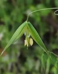 Image result for Avena byzantina