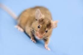 Do Cotton Balls With Peppermint Oil Repel Mice Ehow Com Getting Rid Of Mice Pet Mice Mice Repellent