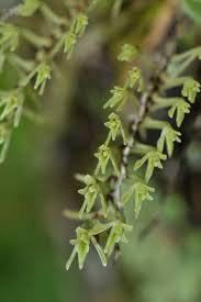 Image result for Angraecopsis amaniensis