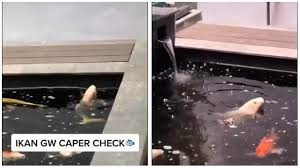 Dengan ukuran kolam 1.9x1.8m dan kedalaman air 1.3 m. Viral Video Ikan Seperti Menari Nari Dalam Kolam Netizen Ikan Caper Kumparan Com