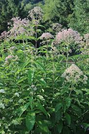 Image result for Hypolytrum pynaertii