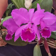 Image result for Disperis dicerochila