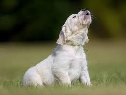 Check spelling or type a new query. Dogs Howling What Does It Mean When A Dog Howls Petmd