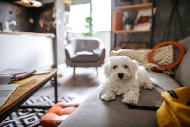 Maltese dogs combine glamorous looks with a gentle, spirited disposition., AI generated