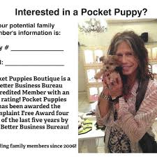 Earlene foster home murphy foster home aden foster home jill. Pocket Puppies Boutique Posts Facebook