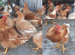 Adaugat la 19:57, 14 septembrie 2020. Pui Ranger 3 Lei Agroland