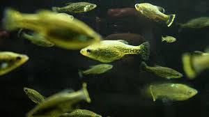 Image result for Disperis sp. nov. aff. bifida