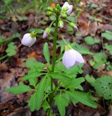 Image result for Cardamine