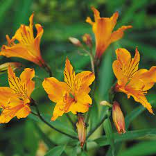 Peruvian lily seeds alstroemeria aurantiaca 5 seeds garden seeds market. Alstroemeria Aurantiaca Seeds Peruvian Lily Alstroemeria Aurea Plant World Seeds