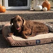 We have an agreement with the city of spencer, iowa, to find homes for all stray cats and dogs not claimed within three business days. People For Pets