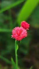 Image result for Emilia subscaposa