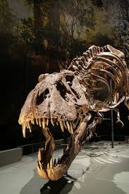 Image result for Cyclosorus striatus