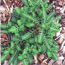 Leaves have small teeth at the outer tip. Florida Weed Identification Lawn Care Extraordinaire