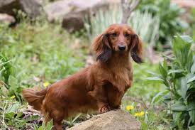 Retired Adults Weiner Dog Puppies Dachshund Pets Dachshund Puppy Miniature