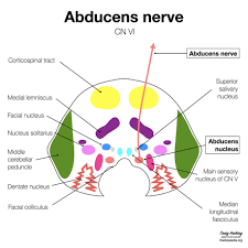 Bookbrain stem nuclei ~ bb1: Abducens Nerve Radiology Reference Article Radiopaedia Org
