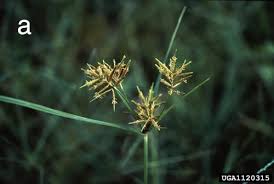 Image result for Cyperus sp.no.3