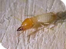 Some termiticides can only be used by trained and licensed professionals. Verminexuae Termites