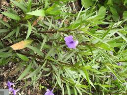 Maybe you would like to learn more about one of these? Ruellia Simplex Britton S Wild Petunia Mexican Bluebell Mexican Petunia Texas Petunia North Carolina Extension Gardener Plant Toolbox
