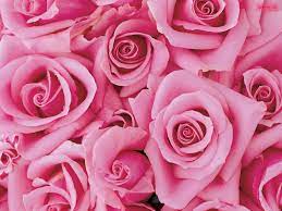 We have a massive amount of desktop and mobile backgrounds. Pink Flowers Pictures The Most Beautiful Types Of Pink Flowers Pink Flower Pictures Beautiful Pink Flowers Pink Flowers Wallpaper