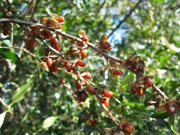 Image result for Maytenus chasei