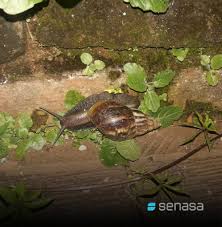 Te preguntaras donde hay caracoles africanos azules, ¿caracoles africanos en cuba? Alerta En El Pais Por Presencia De Caracoles Africanos Que Transmite Enfermedades Notife