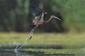 Animals in tahiti and throughout the islands of tahiti have been introduced to the islands over the last three thousand years since french polynesia was settled. Adw Glossyibis7 Jpg