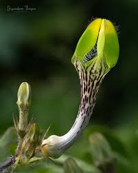 Image result for Ceropegia achtenii