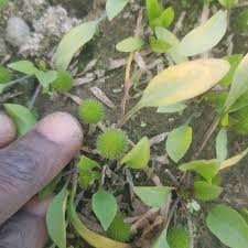 Image result for Ranalisma