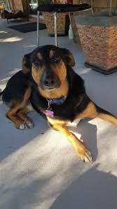 Pet Sitting In Brisbane Pet Sitting Services Dog Walking Dogs Pooping