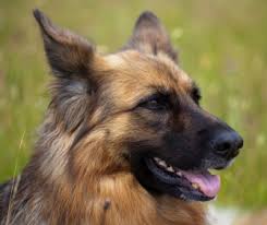 For dog's who shed often, it is important to brush them. Dog Shedding A Lot Solutions To Keep Your Home Fur Free