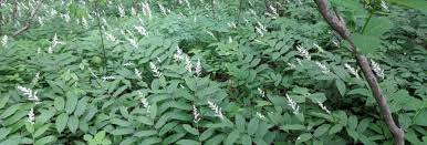 If you need further inspiration, the north carolina arboretum and the botanical gardens at asheville are both filled with colorful, unique north carolina native flora for anyone to enjoy. Red Root Native Nursery Barnardsville North Carolina