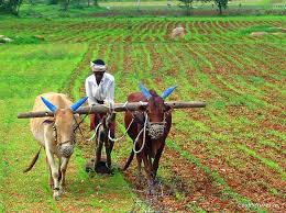 India Farming India Pictures Funny India Pics Photos Inquiry Learning Human Environment India