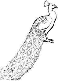 Peacock outline peacock drawing feather drawing peacock tattoo peacock pattern peacock art feather art peacock vector indian peacock. Peacock Drawing Outline