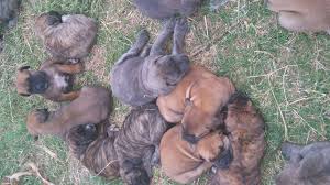 Find the perfect african boerboel puppies from all over the world! Boerboel Puppies For Sale In Kwazulu Natal By Rochelle Tikai