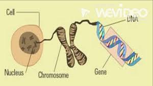 【amoeba sisters】你为什么不能喝牛奶？ dna, chromosomes, genes, and traits_ an intro to heredity (amoeba sister). Chromosomes Dna Genes And Alleles Youtube