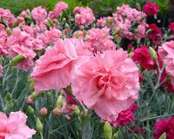 Pin On Plantas Magicas