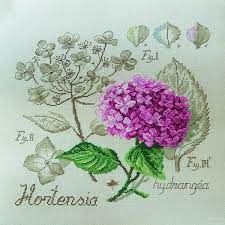 Visualizza altre idee su ortensie bianche, ortensie, wedding planner. Ortensia Significato Linguaggio Dei Fiori L Ortensia Nel Linguaggio Dei Fiori